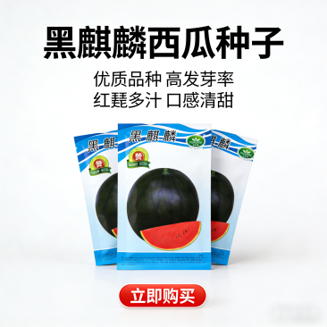 黑麒麟黑皮西瓜种子抗病耐热耐湿黑皮红肉黑美人西瓜种子