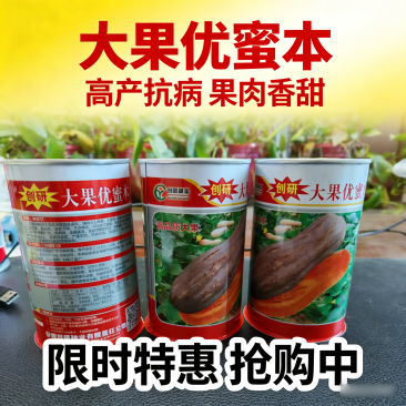 大果优蜜本南瓜种子厚肉甜粉糯甘面南瓜种籽基地大面积种植