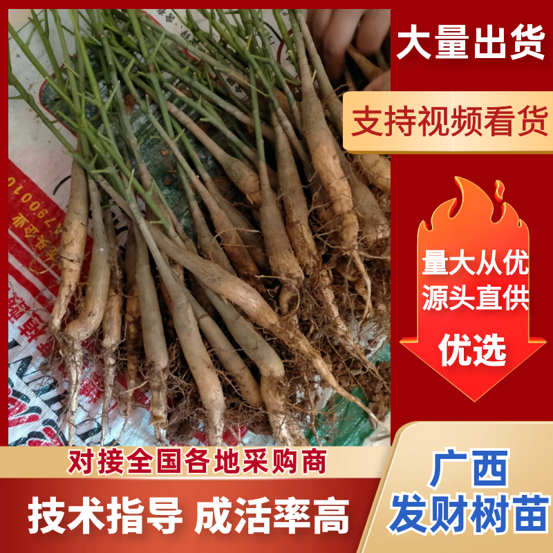 发财树苗20~30高，树头直径1～2厘包邮