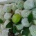 红心芭乐、白心芭乐