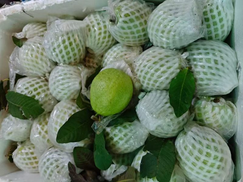 红心芭乐、白心芭乐