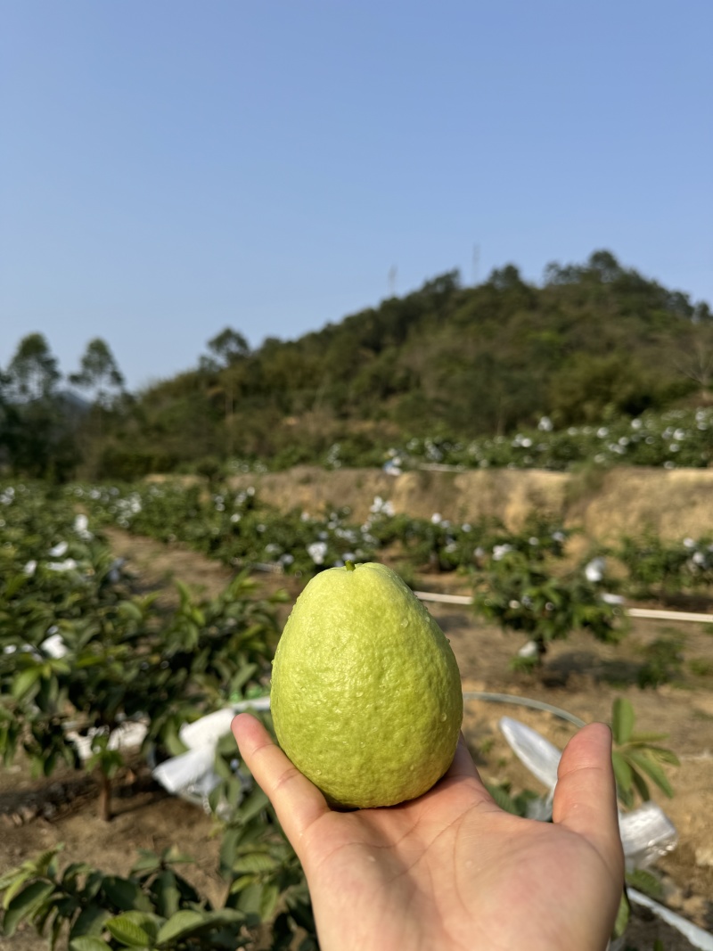 红心芭乐、白心芭乐