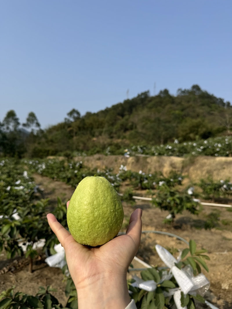 红心芭乐、白心芭乐