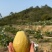 红心芭乐、白心芭乐