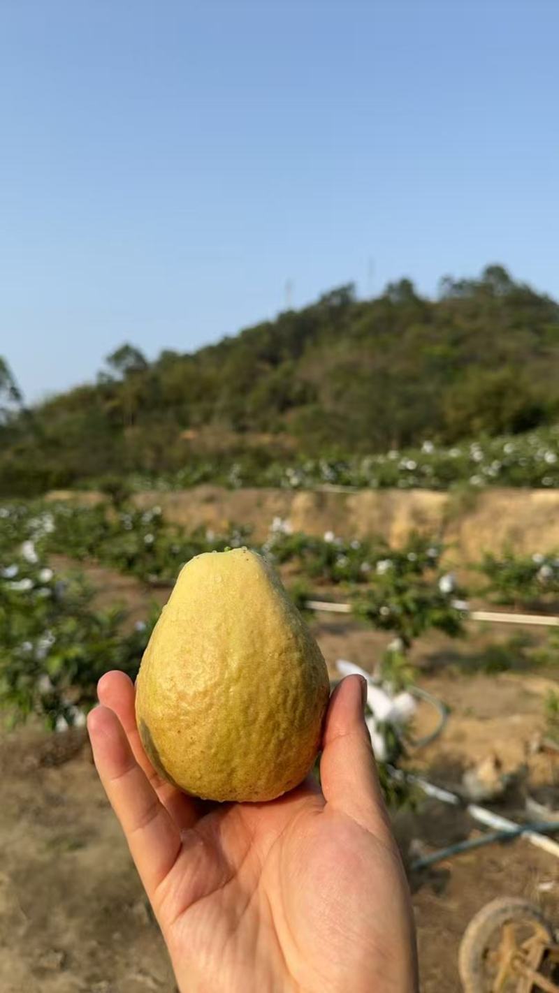 红心芭乐、白心芭乐
