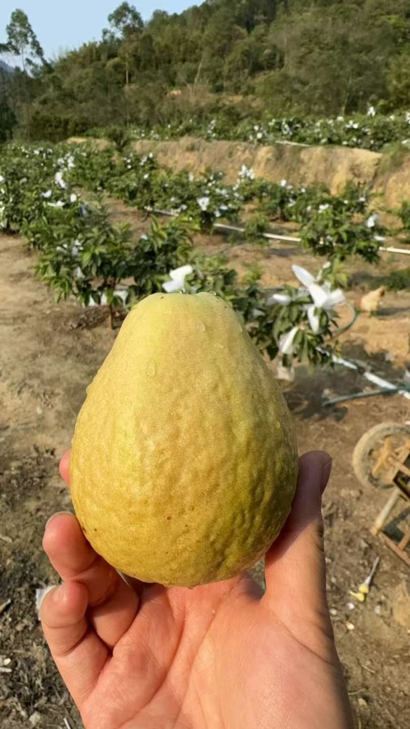 红心芭乐、白心芭乐