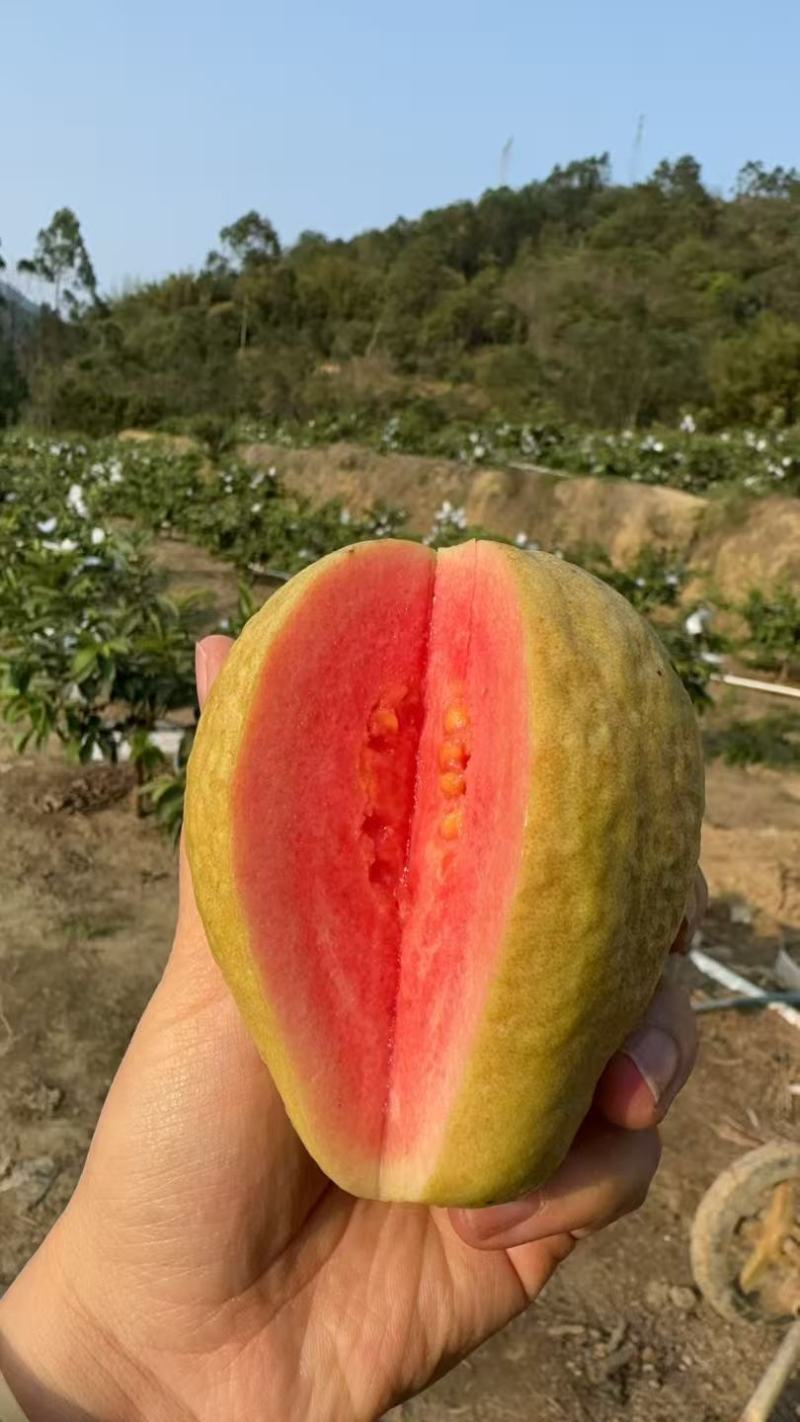 红心芭乐、白心芭乐