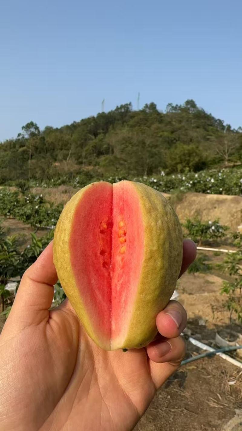 红心芭乐、白心芭乐