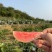 红心芭乐、白心芭乐