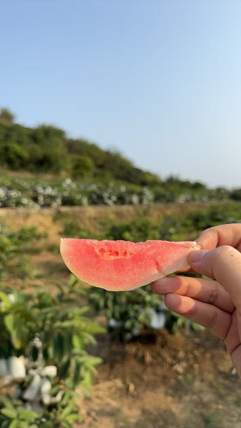 红心芭乐、白心芭乐