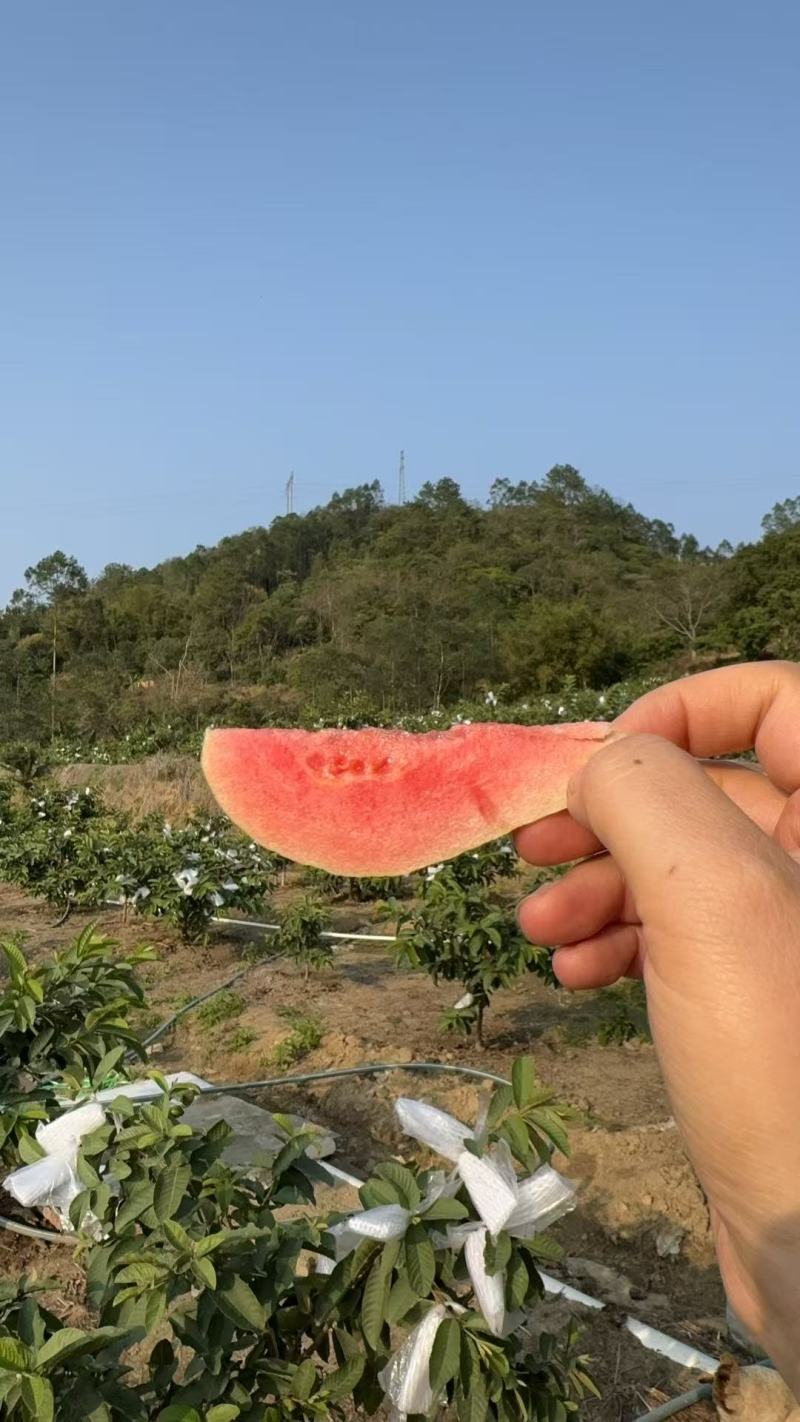红心芭乐、白心芭乐