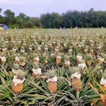 金钻凤梨