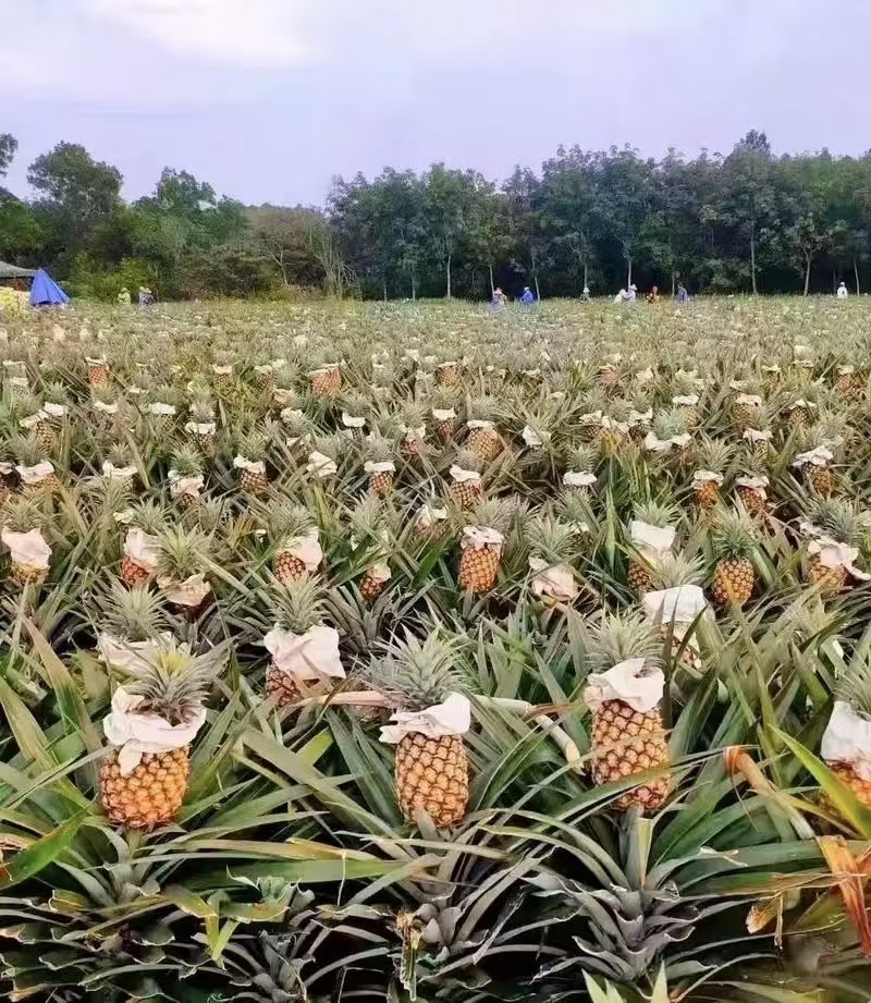 金钻凤梨