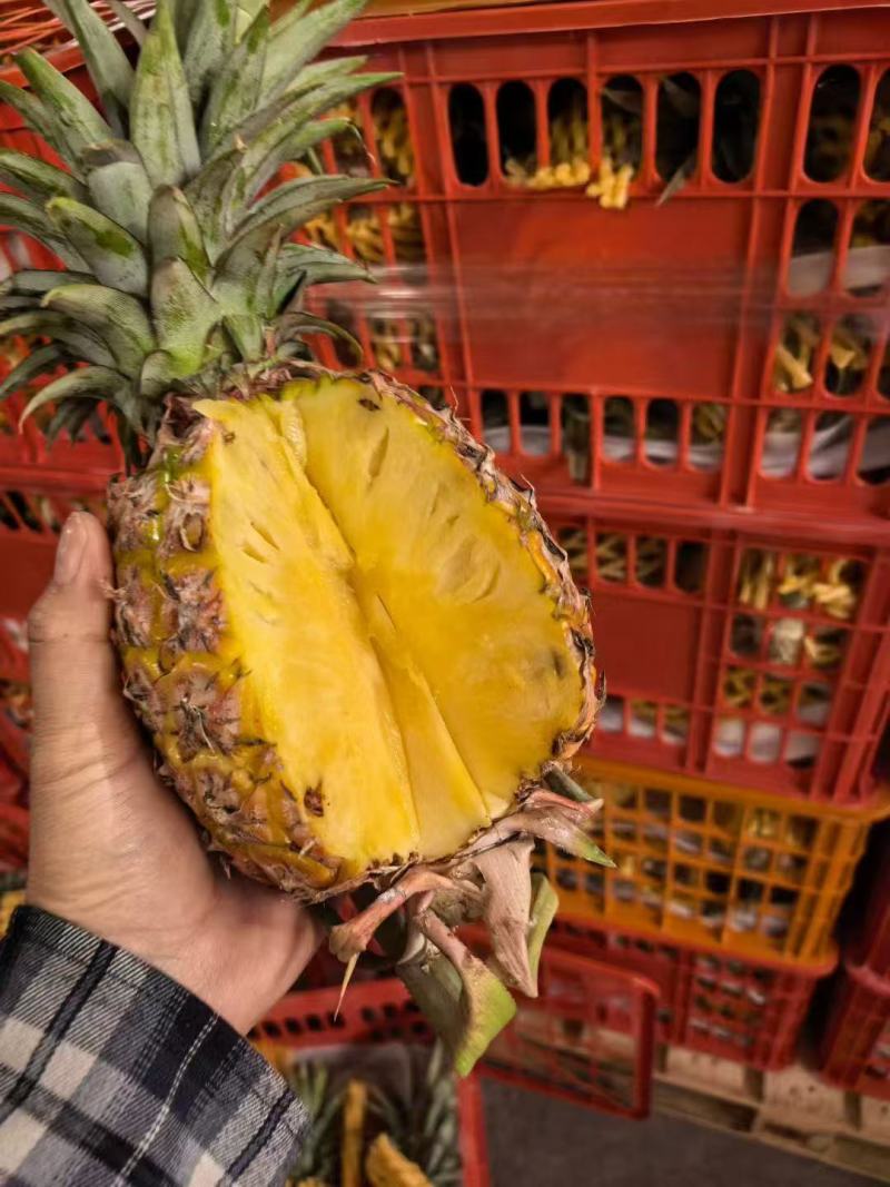 金钻凤梨