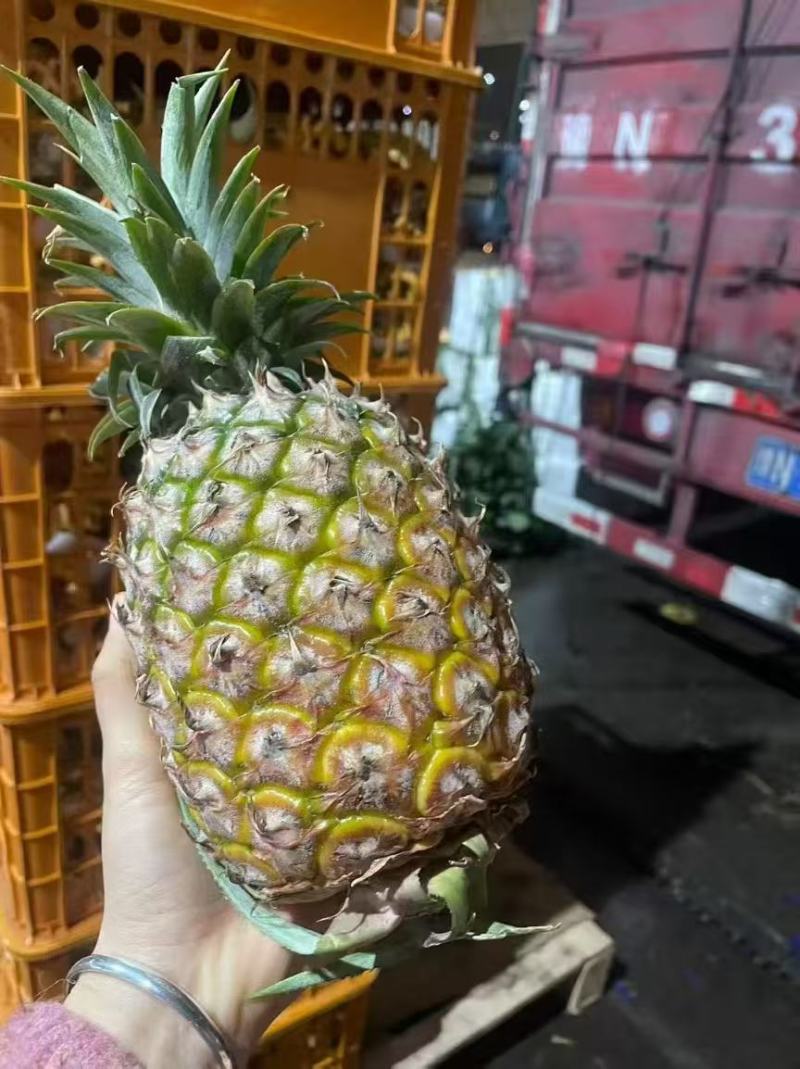 金钻凤梨