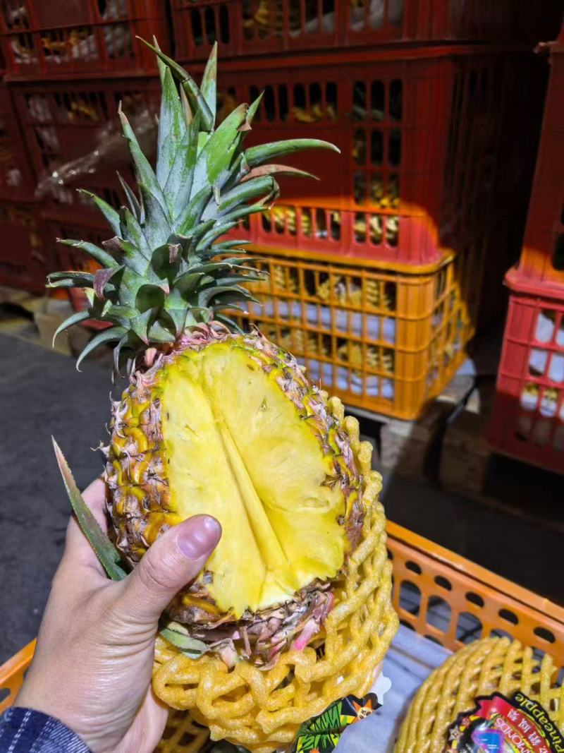 金钻凤梨