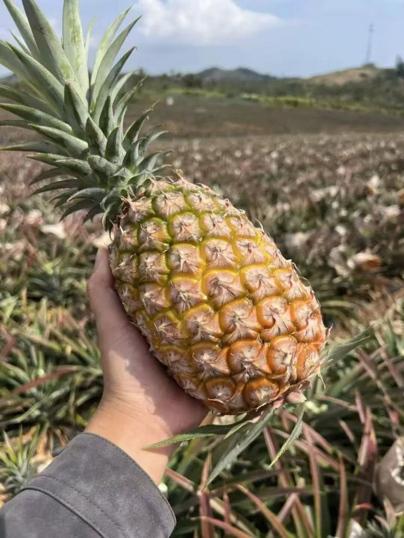 金钻凤梨