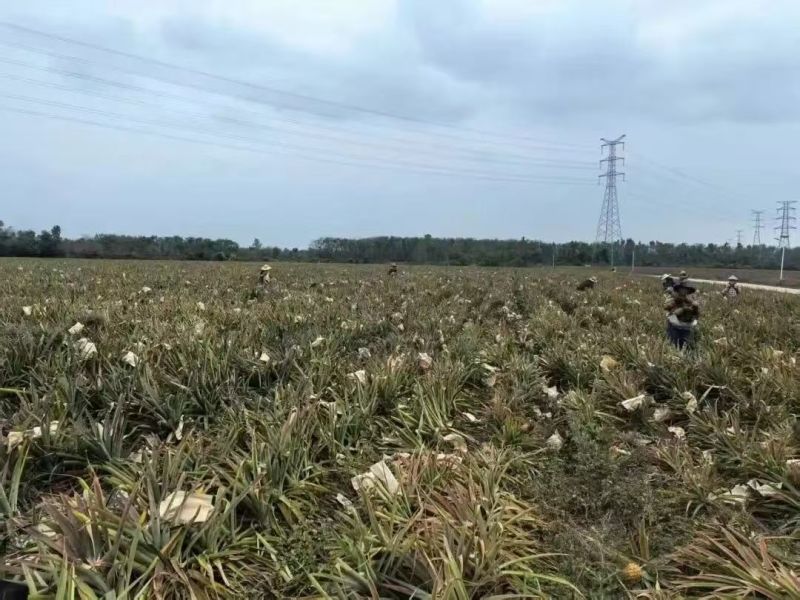 金钻凤梨