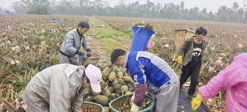 金钻凤梨