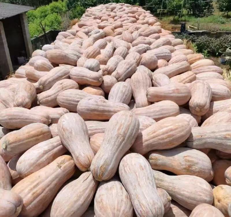 南瓜，海南蜜本南瓜三保供货接代种植