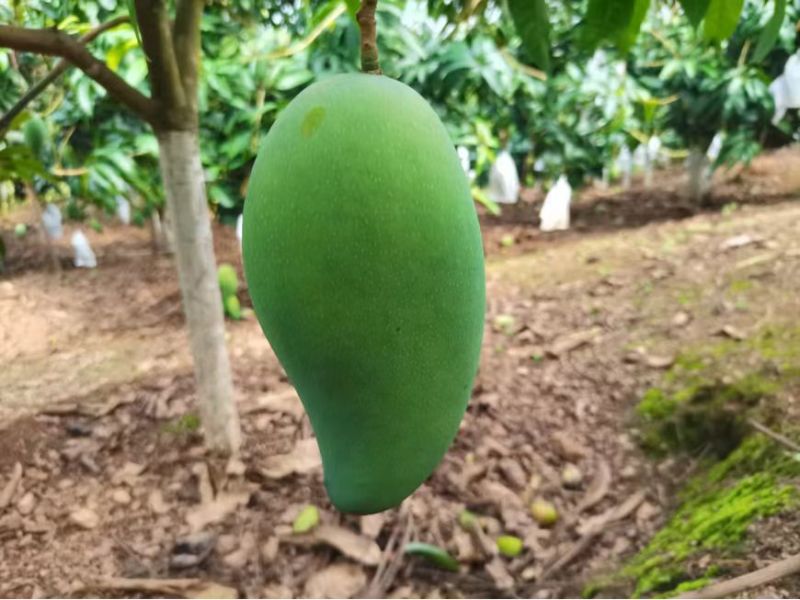 广西青芒果，单果1-2斤，三保供货，一件代发、整车批发