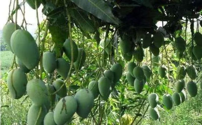 广西青芒果，单果1-2斤，三保供货，一件代发、整车批发