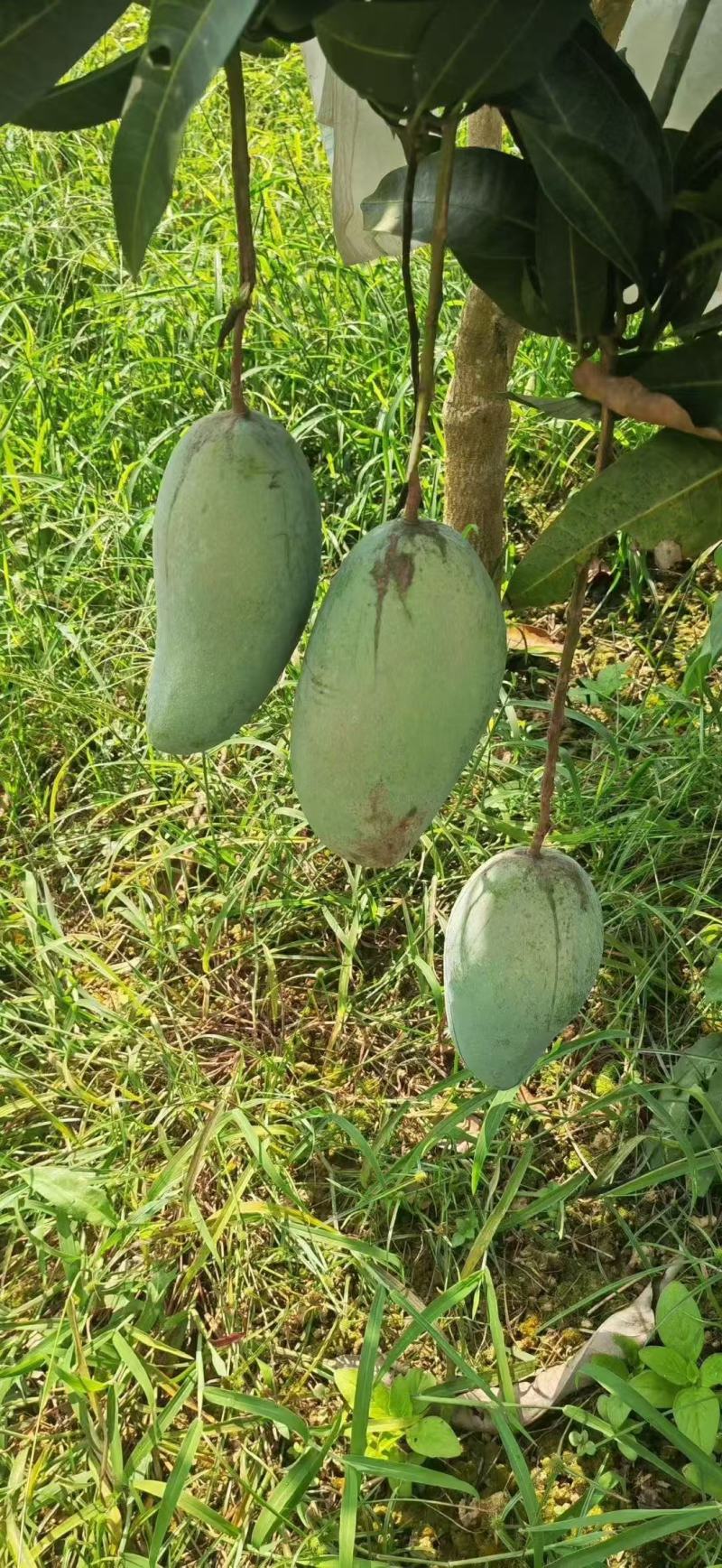 广西青芒果，单果1-2斤，三保供货，一件代发、整车批发