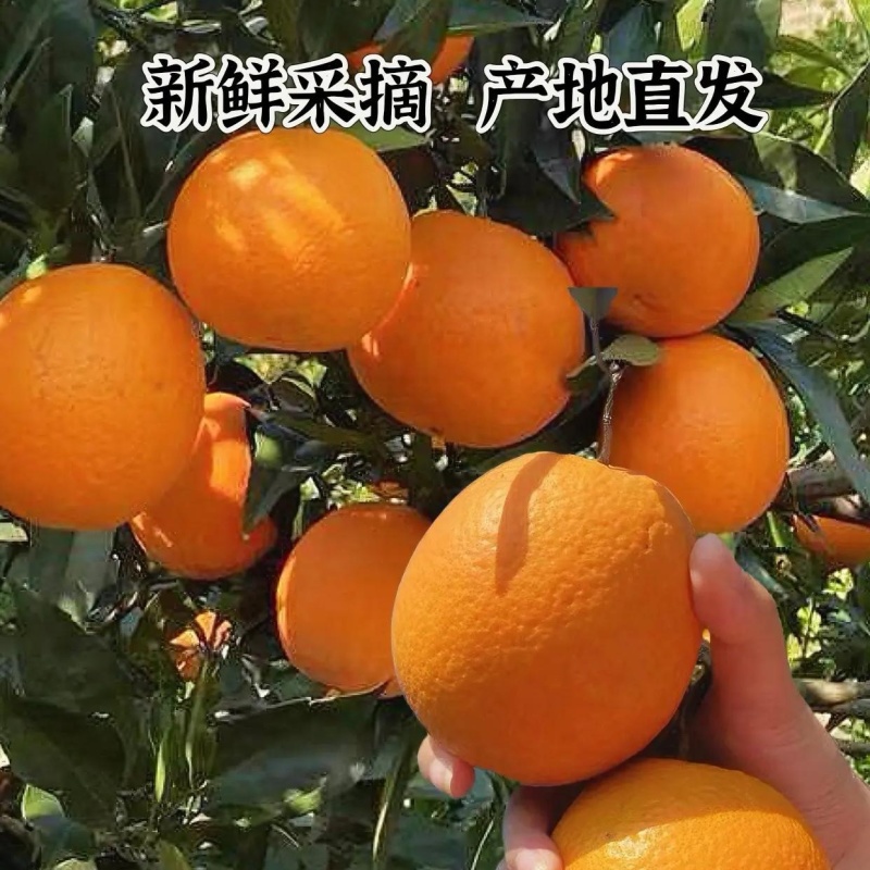 【伦晚脐橙】湖北伦晚春橙大量上市基地直发质量保证欢迎订购