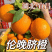 【伦晚脐橙】湖北伦晚春橙大量上市基地直发质量保证欢迎订购