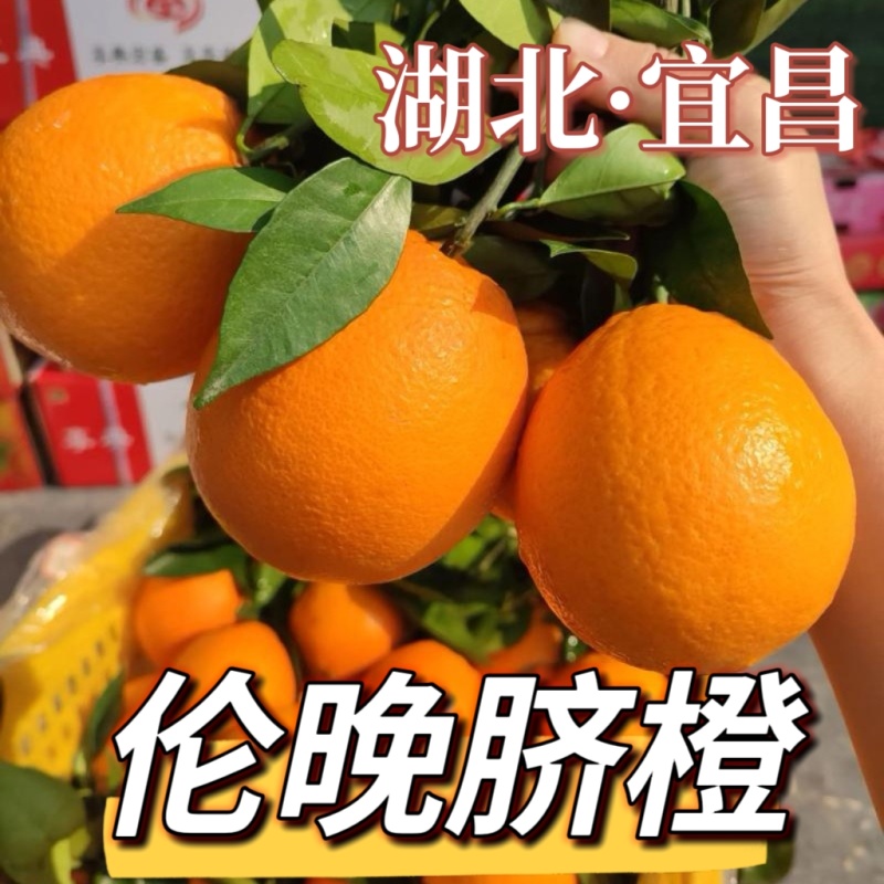 【伦晚脐橙】湖北伦晚春橙大量上市基地直发质量保证欢迎订购