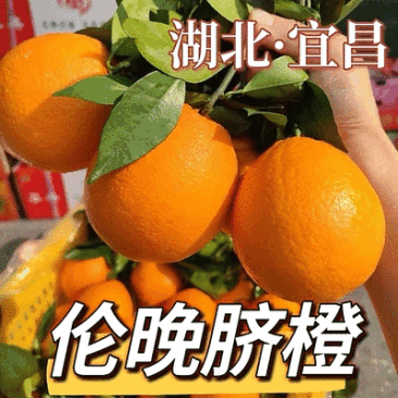 【伦晚春橙】湖北秭归基地直供质量保证一手货源对接商超