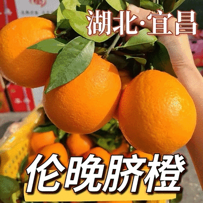 【伦晚春橙】湖北秭归基地直供质量保证一手货源对接商超