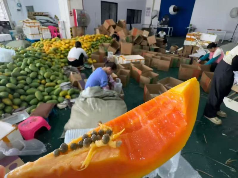 海南木瓜单果500g起三保供货、一件代发+整车批发