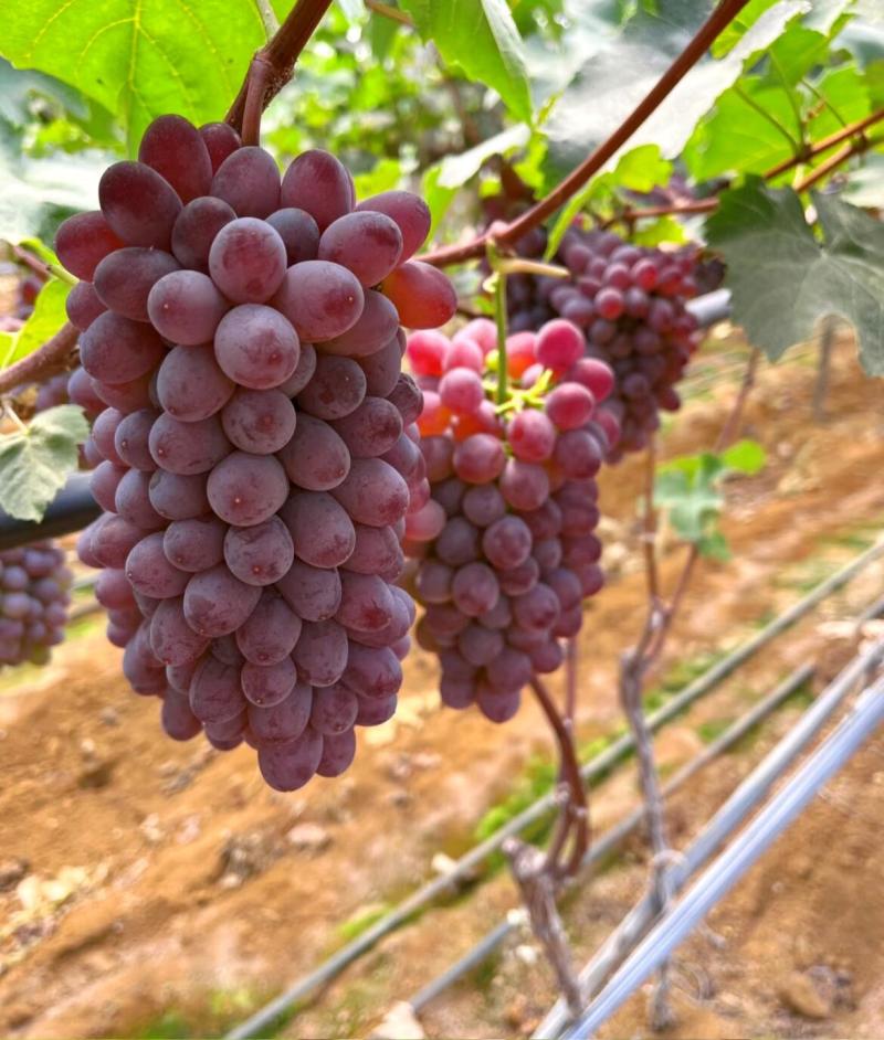 【热卖中】河北茉莉香葡萄产地直发一手货源价格美丽