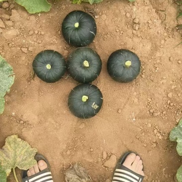 广东贝贝南瓜产地一手货源量大价优保质保量欢迎联系看货