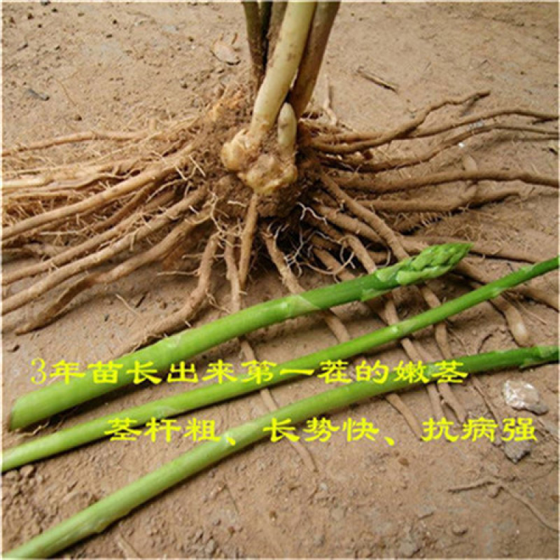 芦笋种子阿特拉斯F1代杂交美国原装进口绿芦笋种子高产