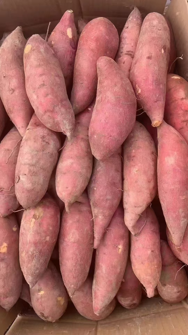 广东西瓜红蜜薯产地一手货源量大价优保质保量欢迎联系看货