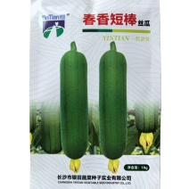 春香短棒丝瓜种子一代杂交肉丝瓜种子顺直高产瓜蒂小