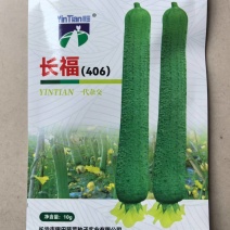 长福406丝瓜种子早熟杂交高产长丝瓜种子基地有种