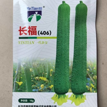 长福406丝瓜种子早熟杂交高产长丝瓜种子基地有种