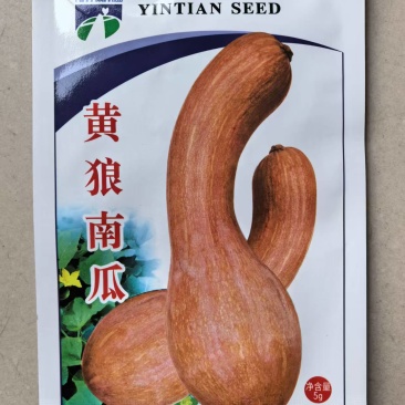 黄狼南瓜种子高产金钩黄皮南瓜种子甜面可口大吊瓜