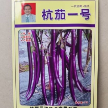 杭茄一号长茄种子杭茄红茄线茄种子基地高产10克杭茄1号