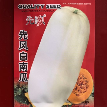 先风白南瓜种子20粒长圆形瓜形美观