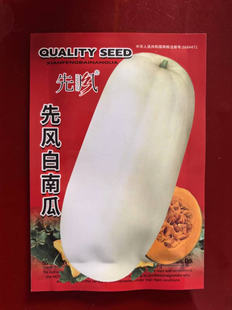 先风白南瓜种子20粒长圆形瓜形美观