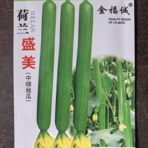 荷兰盛美丝瓜种子早熟特长中绿丝瓜种子高产采收期长10克