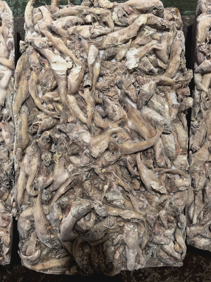 杂鱼螃蟹饲料