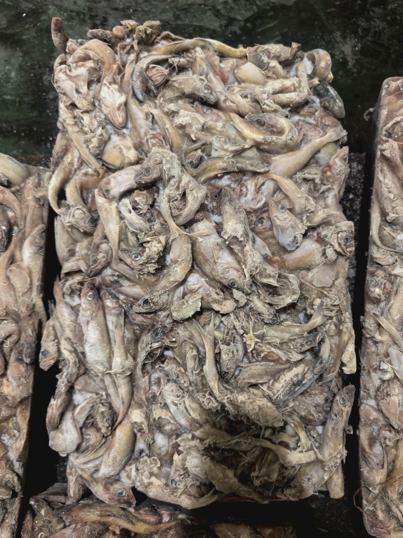 杂鱼螃蟹饲料