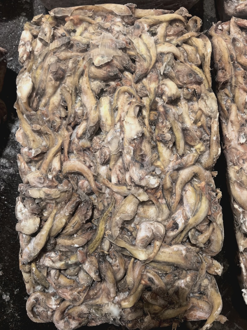 杂鱼螃蟹饲料