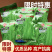 富蔬二号浅绿厚肉型长豇豆种子荚面光滑耐老化无鼓豆采收期长