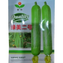 绿美二号丝瓜种子肉丝瓜种子强雌油亮高产短棒油皮丝瓜种子
